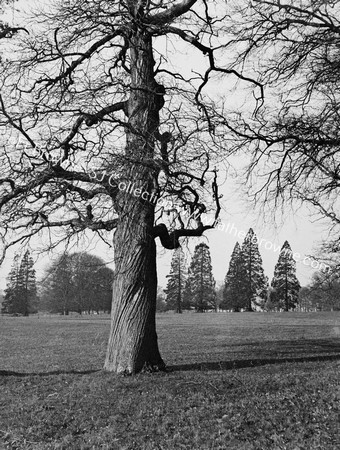 EMO COURT TREES